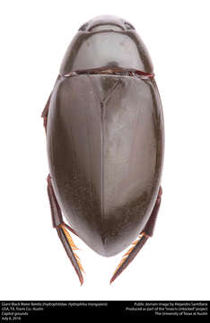 Image of Giant Black Water Beetle