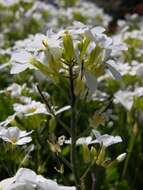 Imagem de Arabis aubrietioides Boiss.