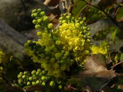 Image of creeping barberry