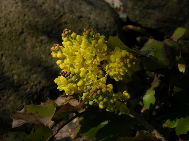 Image of creeping barberry