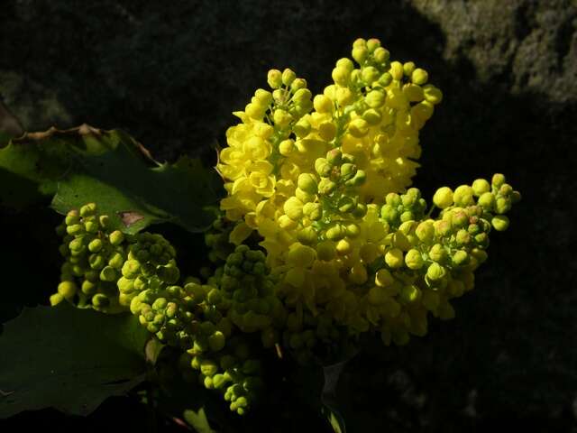 Image of creeping barberry