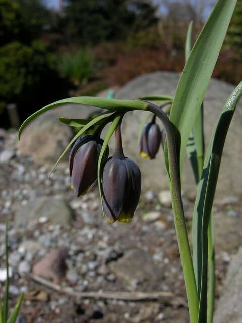 Слика од Fritillaria uva-vulpis Rix