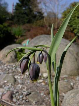 Слика од Fritillaria uva-vulpis Rix