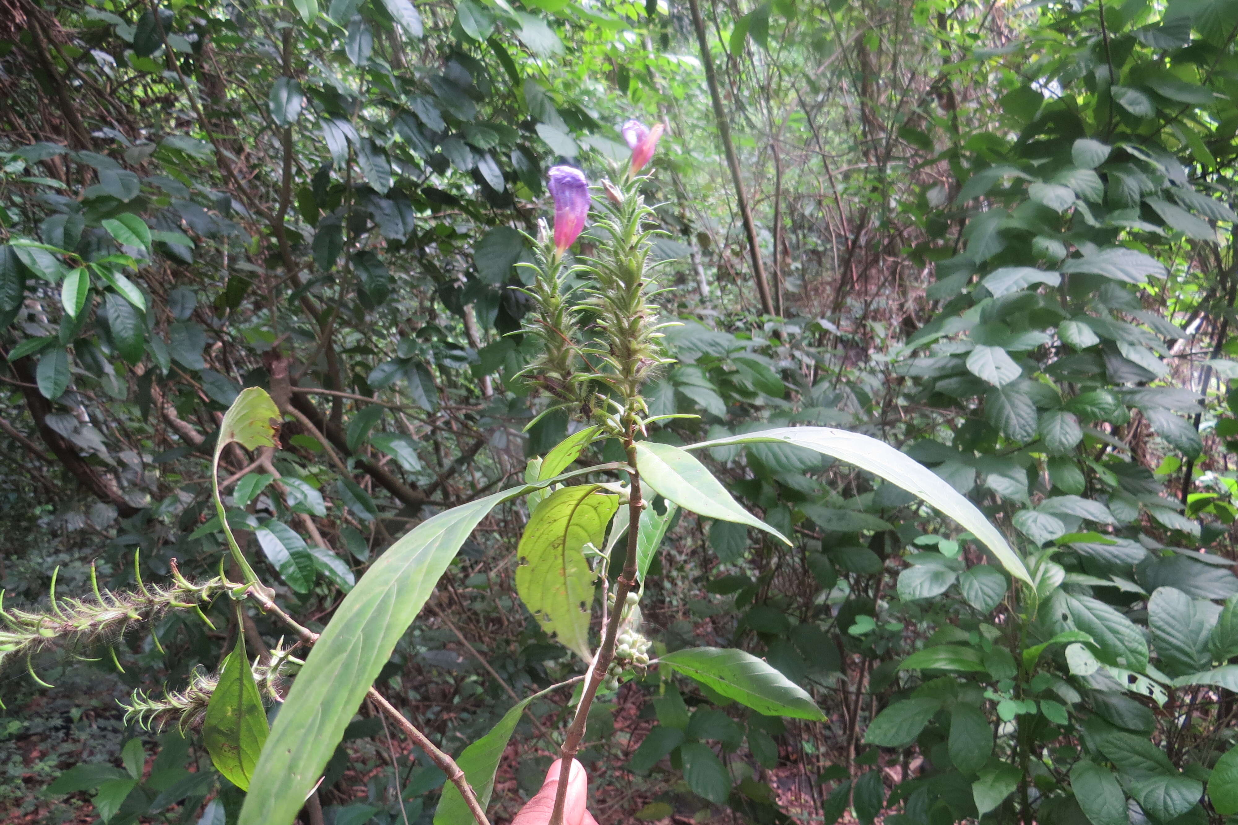 Strobilanthes integrifolius (Dalz.) Kuntze resmi