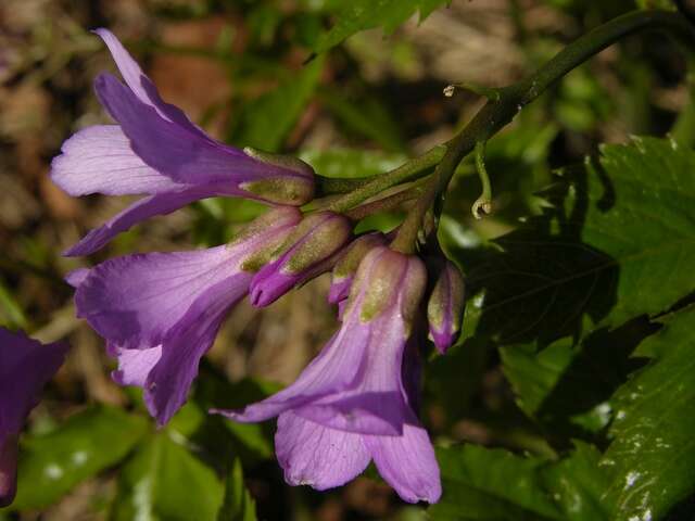 Image of Five-leaflet Bitter-cress