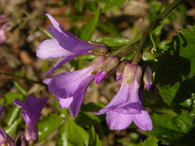 Image of Five-leaflet Bitter-cress