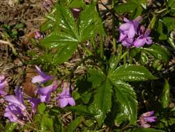 Image of Five-leaflet Bitter-cress