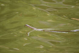 Image of Chinese Ratsnake