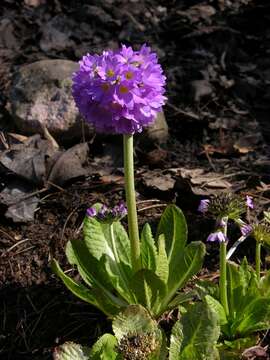 Plancia ëd Primula