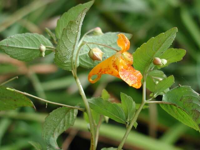 Image of Jewelweeds