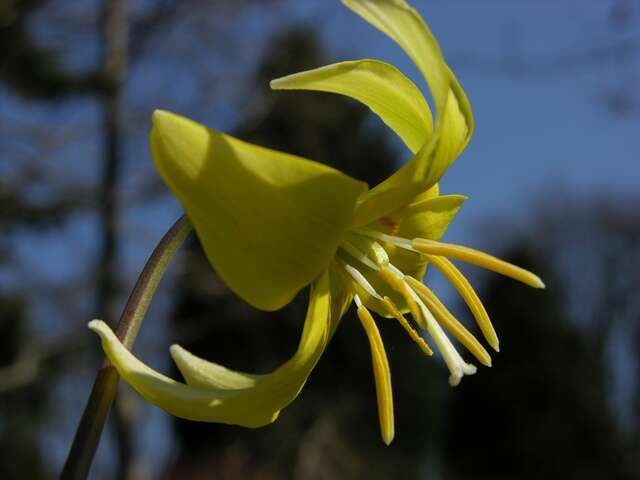 Image of Fawn lily