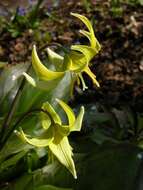 Image of Fawn lily