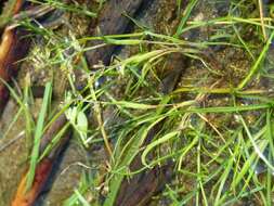 Image of mossgrass