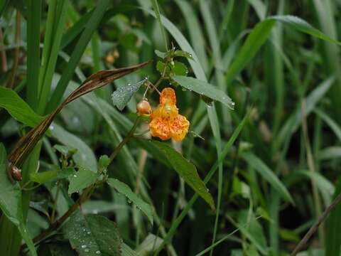 Image of Jewelweeds