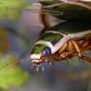 Image of Great diving beetle