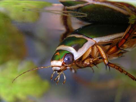 Image of predaceous diving beetles