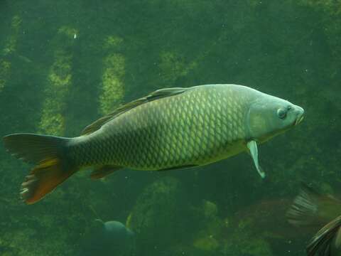 Image of Common carps