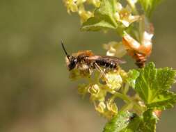 Image of digger bees