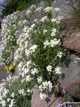 Image of Rock Cress