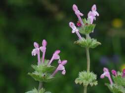 Image of deadnettle