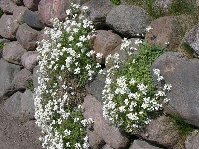 Image of Rock Cress