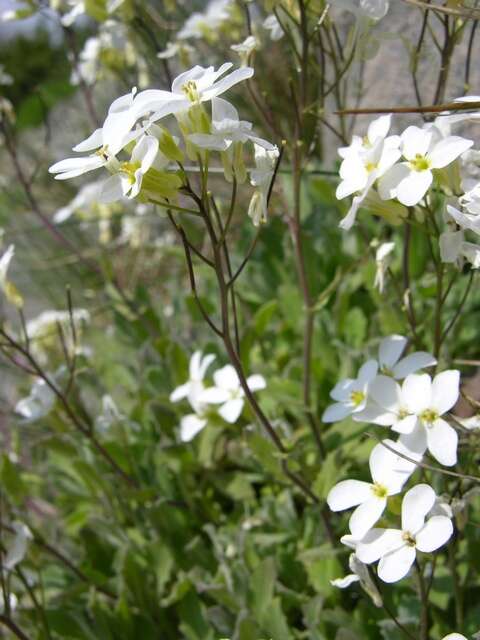 Image of Rock Cress