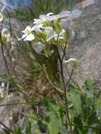 Image of Rock Cress