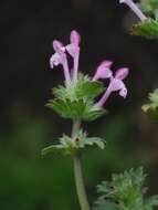 Image of deadnettle