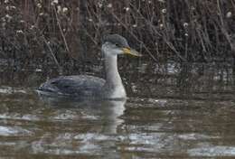 Image of Red-necked Grebe