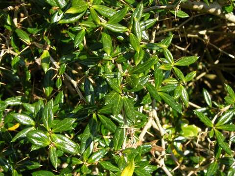 Image of Paleleaf barberry