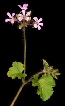 Imagem de Pelargonium littorale Huegel