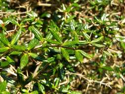 Image of Paleleaf barberry