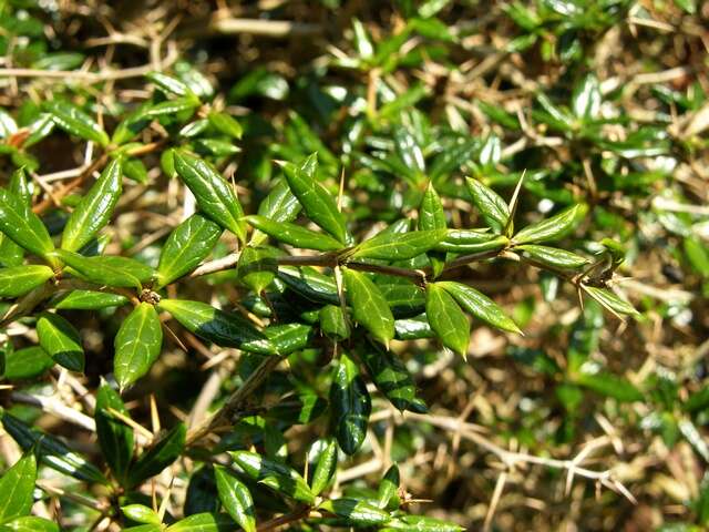 Image of Paleleaf barberry