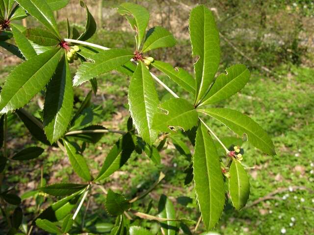 Image of Barberry