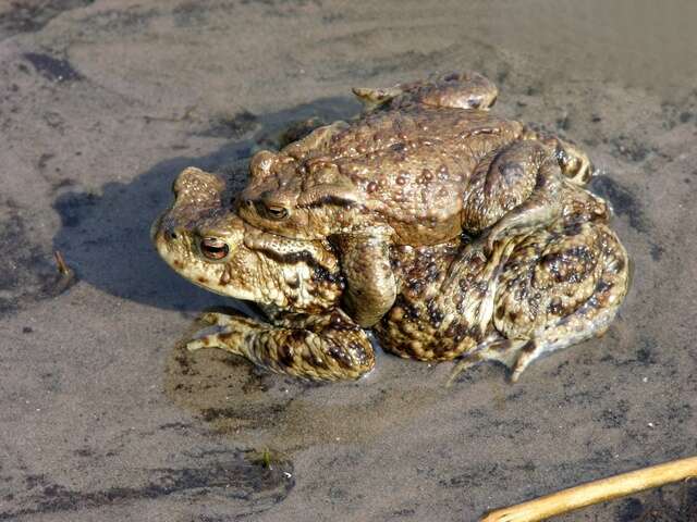 Image of Nile Valley Toad