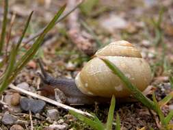 Image of Banded snails