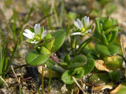 صورة Cerastium diffusum Pers.