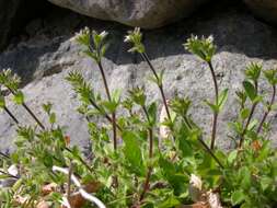 Image of mouse-ear chickweed