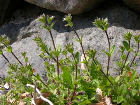 Image of mouse-ear chickweed