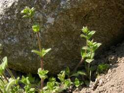 Image of mouse-ear chickweed