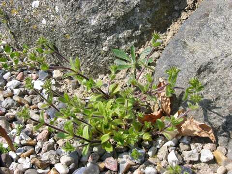 Image of mouse-ear chickweed