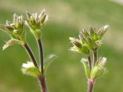 Image of mouse-ear chickweed