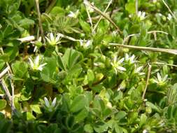 Image of fivestamen chickweed