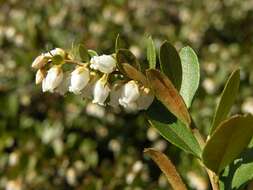 Image of leatherleaf