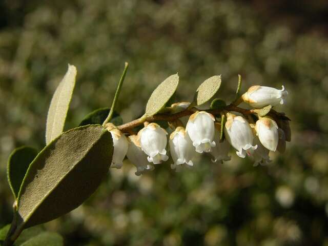 Image of leatherleaf