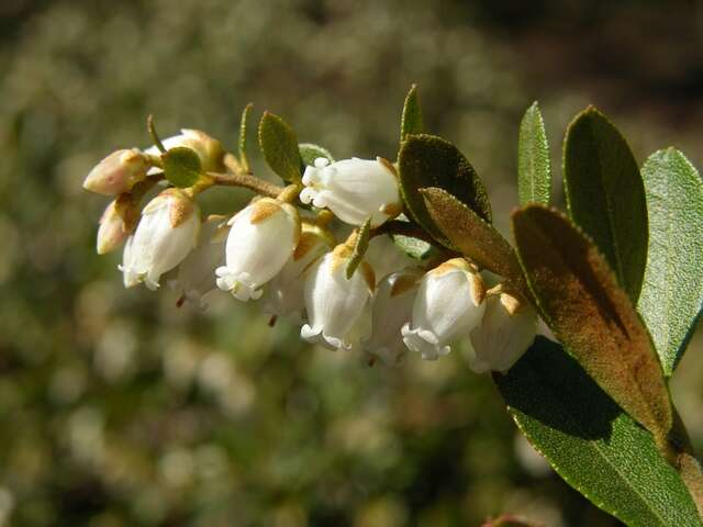 Image of leatherleaf