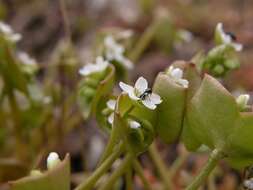 Image of springbeauty