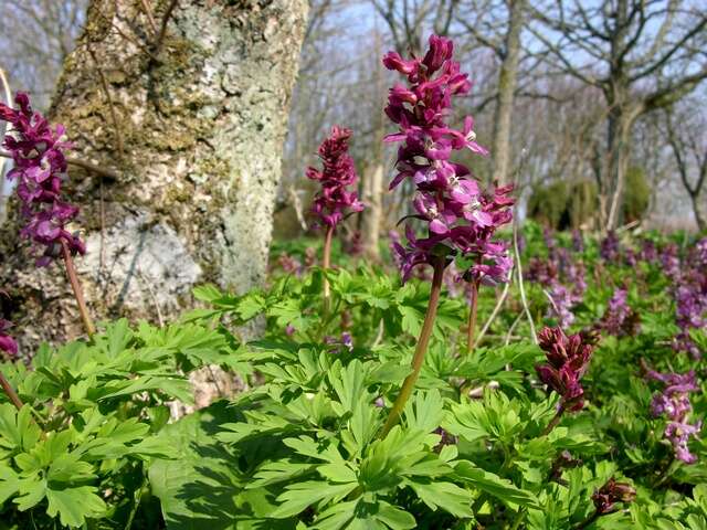 Слика од Corydalis