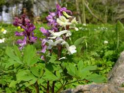 Слика од Corydalis