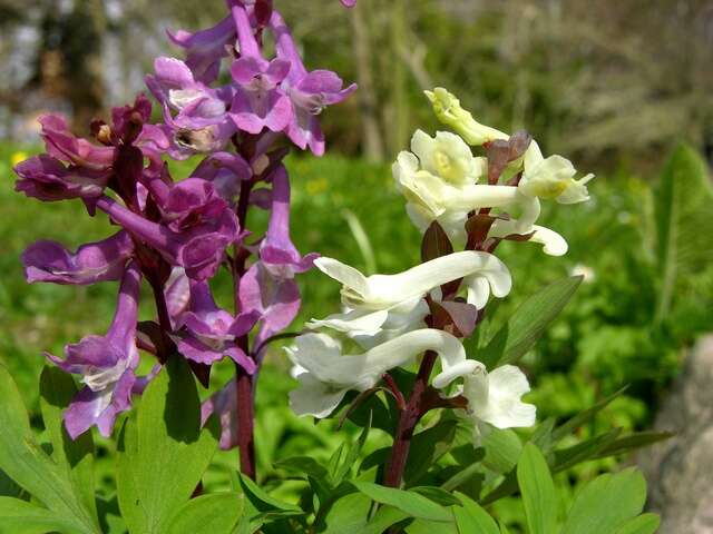 Слика од Corydalis